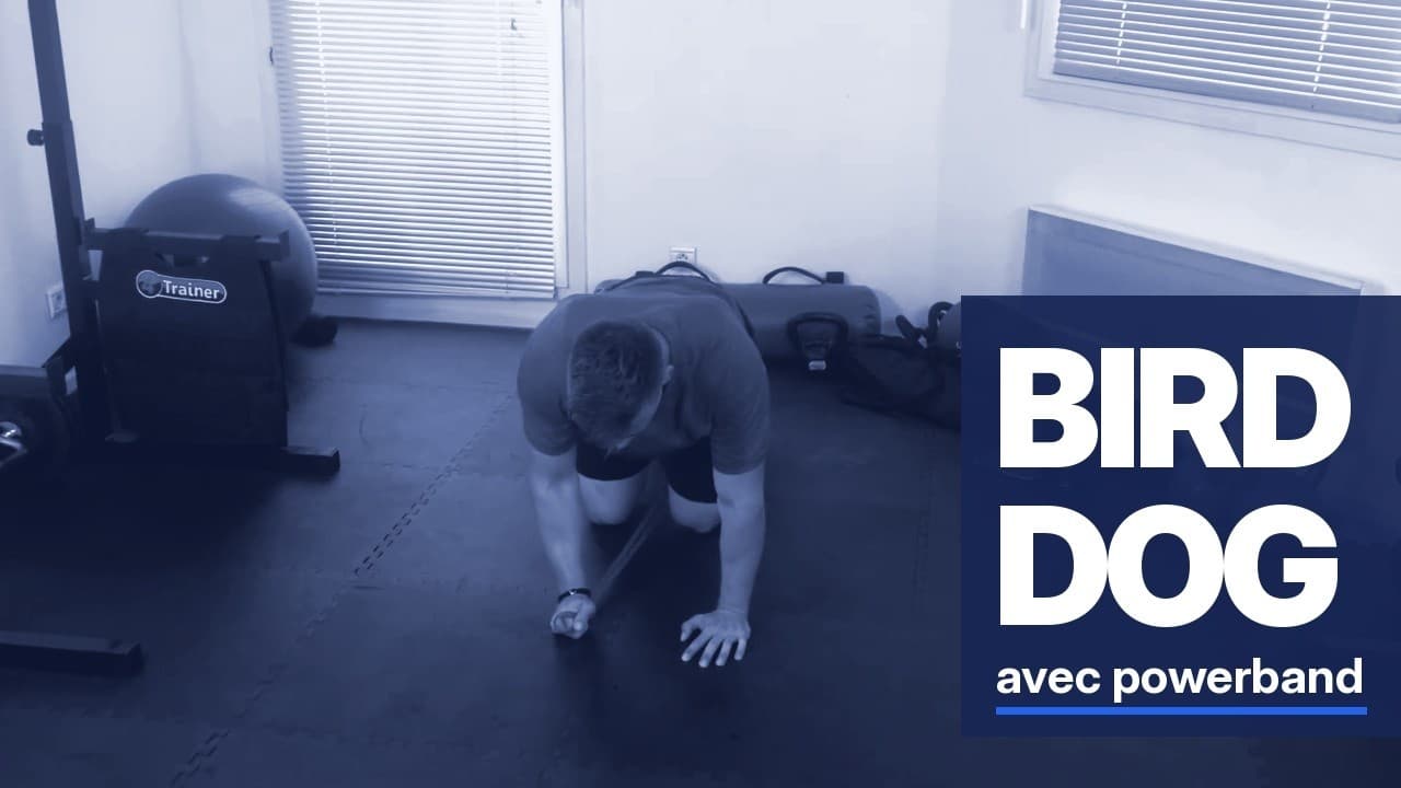 Développez votre force avec le Bird Dog et Powerband