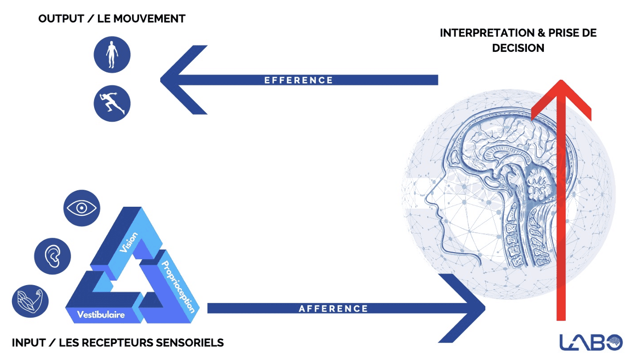 Comprendre les réflexes primitifs en 5 minutes