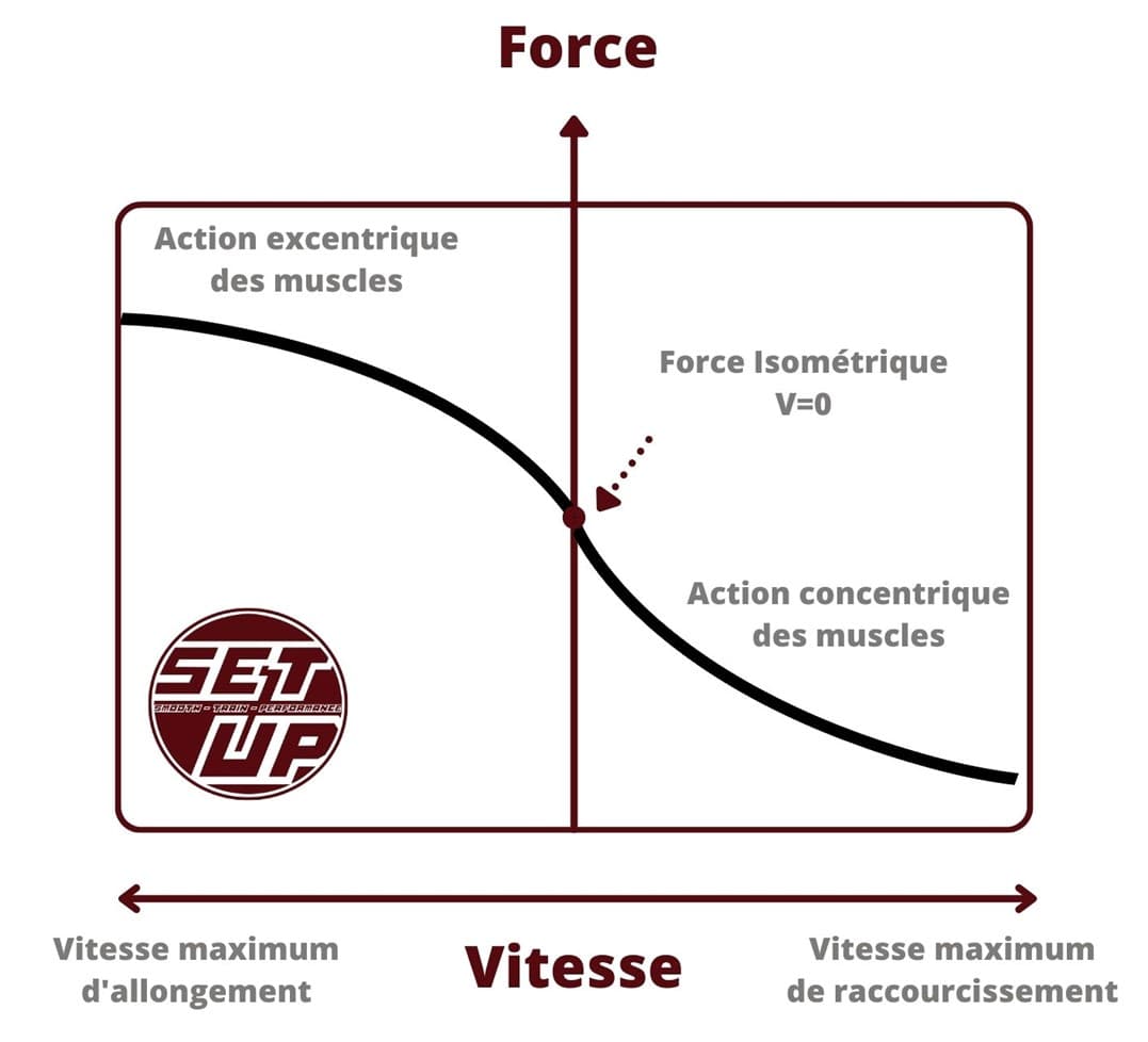 Introduction à l’entraînement iso-inertiel : Un game changer dans la performance athlétique
